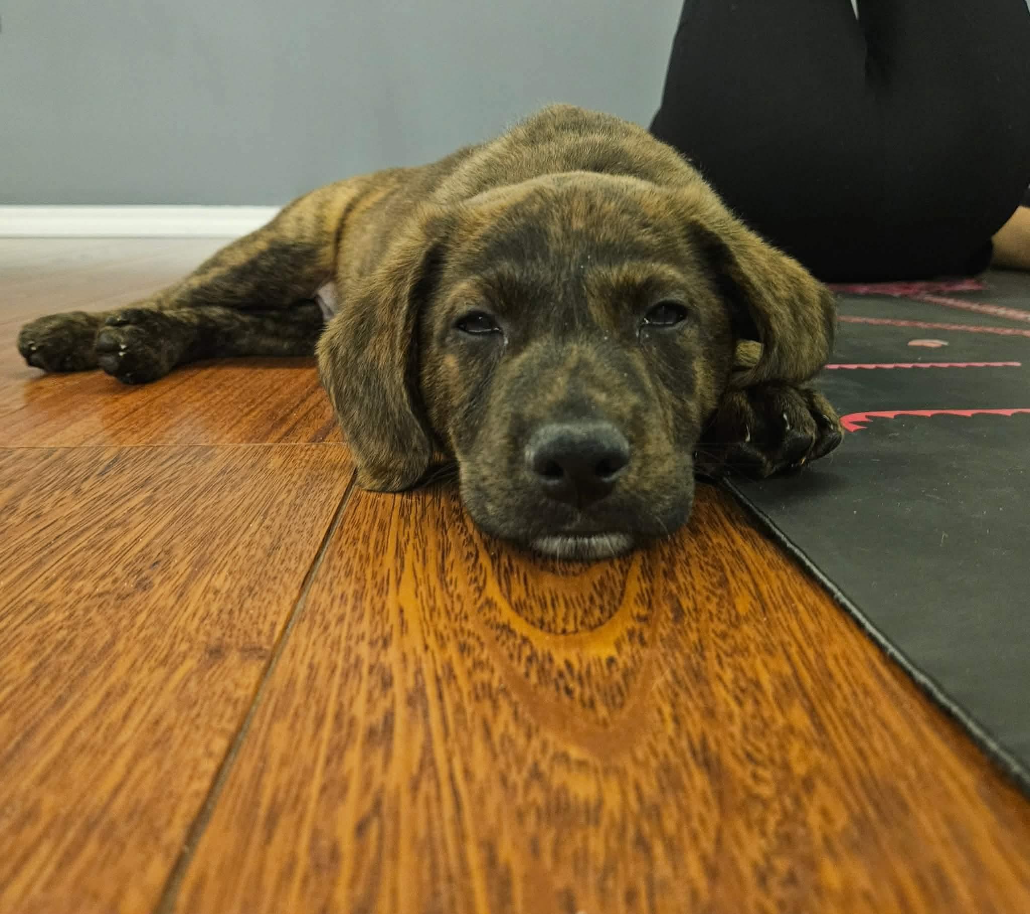 Enlarge Cadbury, a ADOPTABLE mixed breed in China Township, MI image 6/6