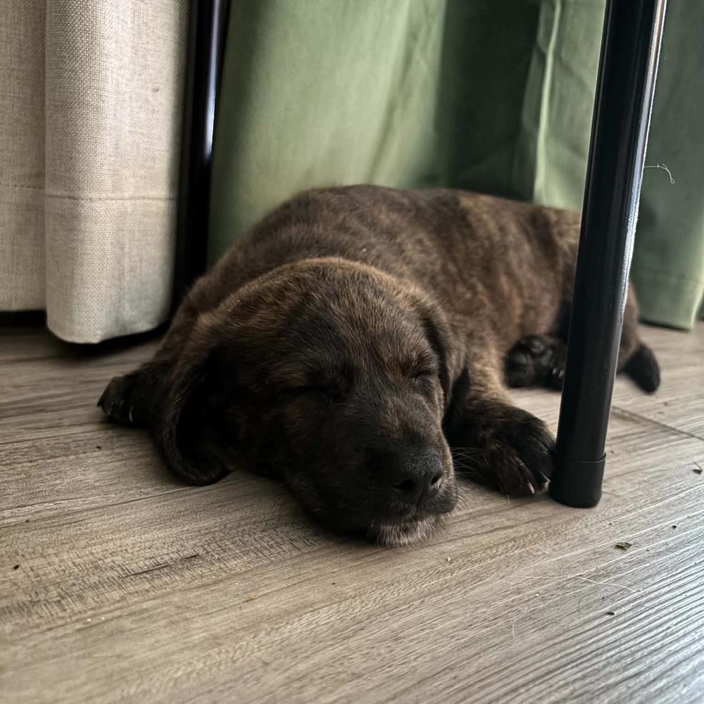 Enlarge Cadbury, a ADOPTABLE mixed breed in China Township, MI image 3/6
