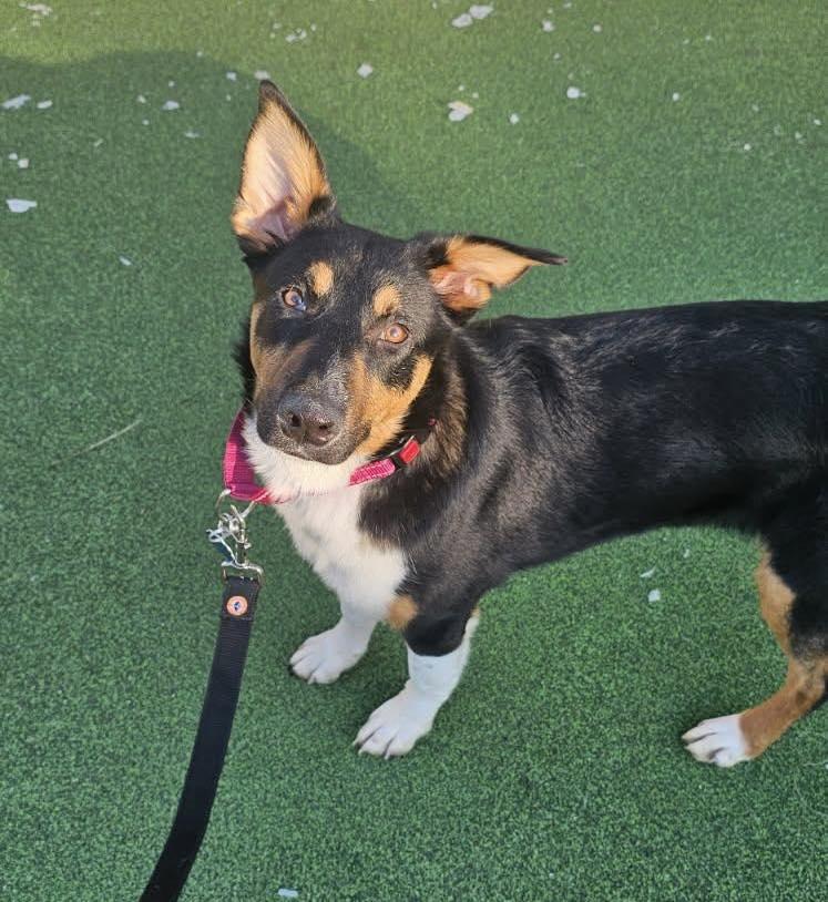 Toffee, adopted, Young Female German Shepherd Dog.