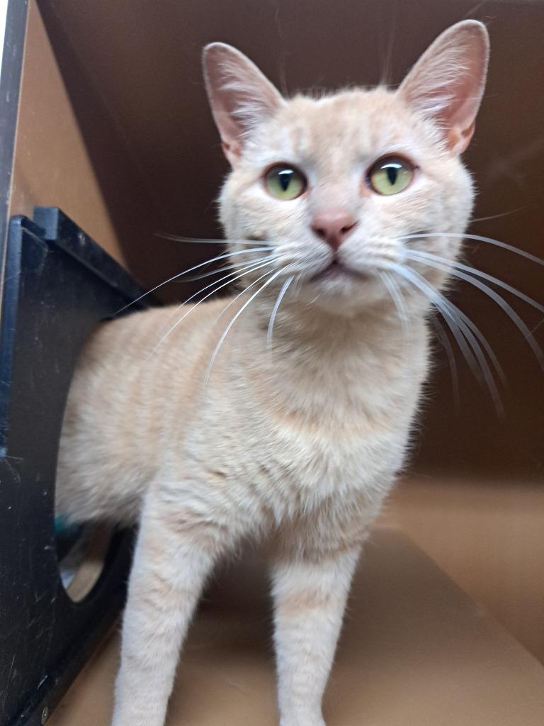 O'Malley, Adoptable, Young Male Domestic Short Hair.