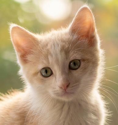 Enlarge Patches, a ADOPTABLE Domestic Medium Hair in Fairfield, IA image 1/5
