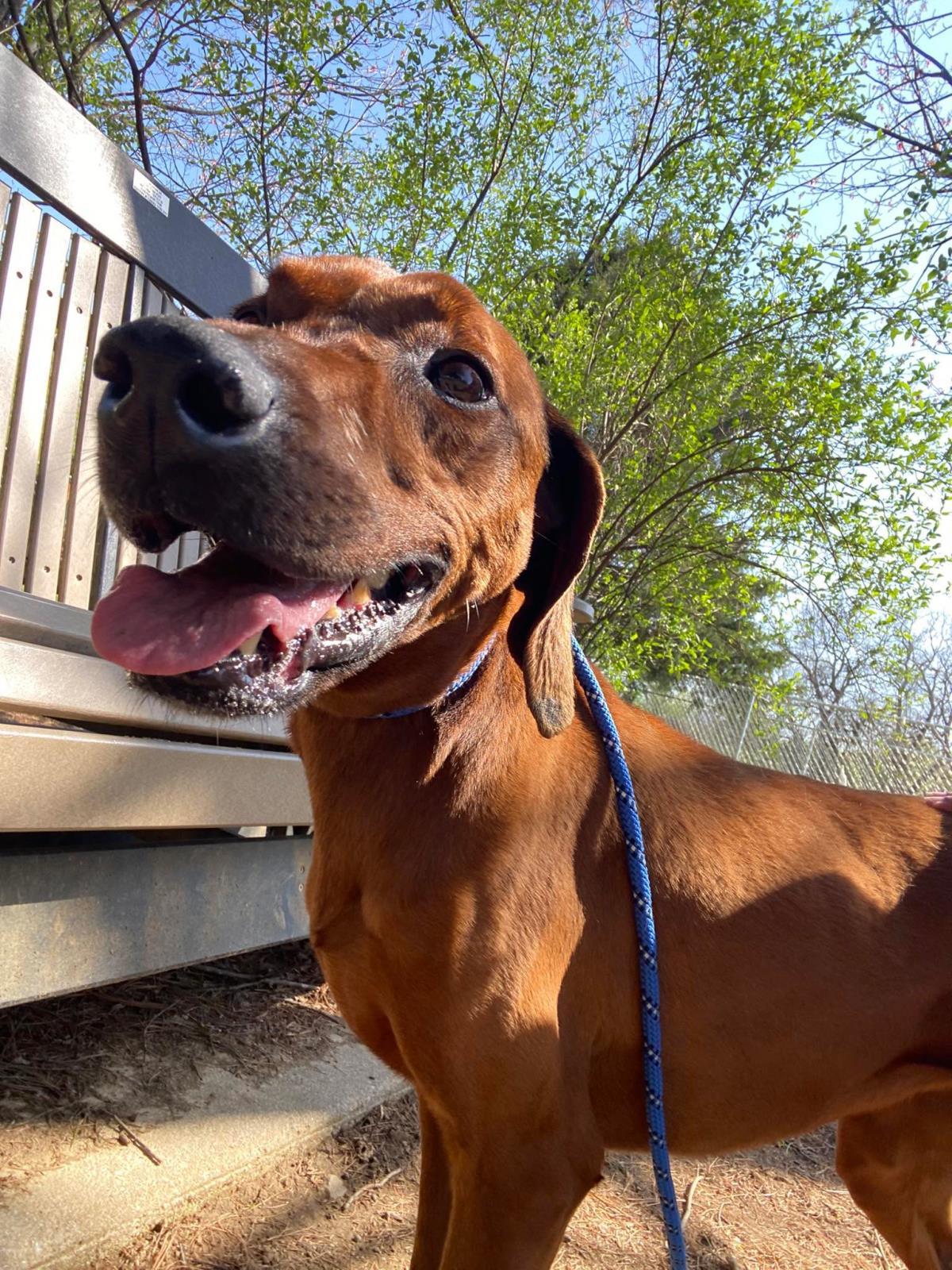 Opal, Adoptable, Senior Female Redbone Coonhound.