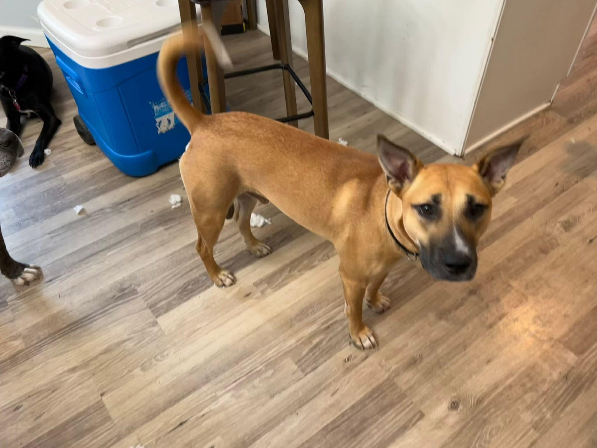 Douda, adoptable, Young Male Shepherd.