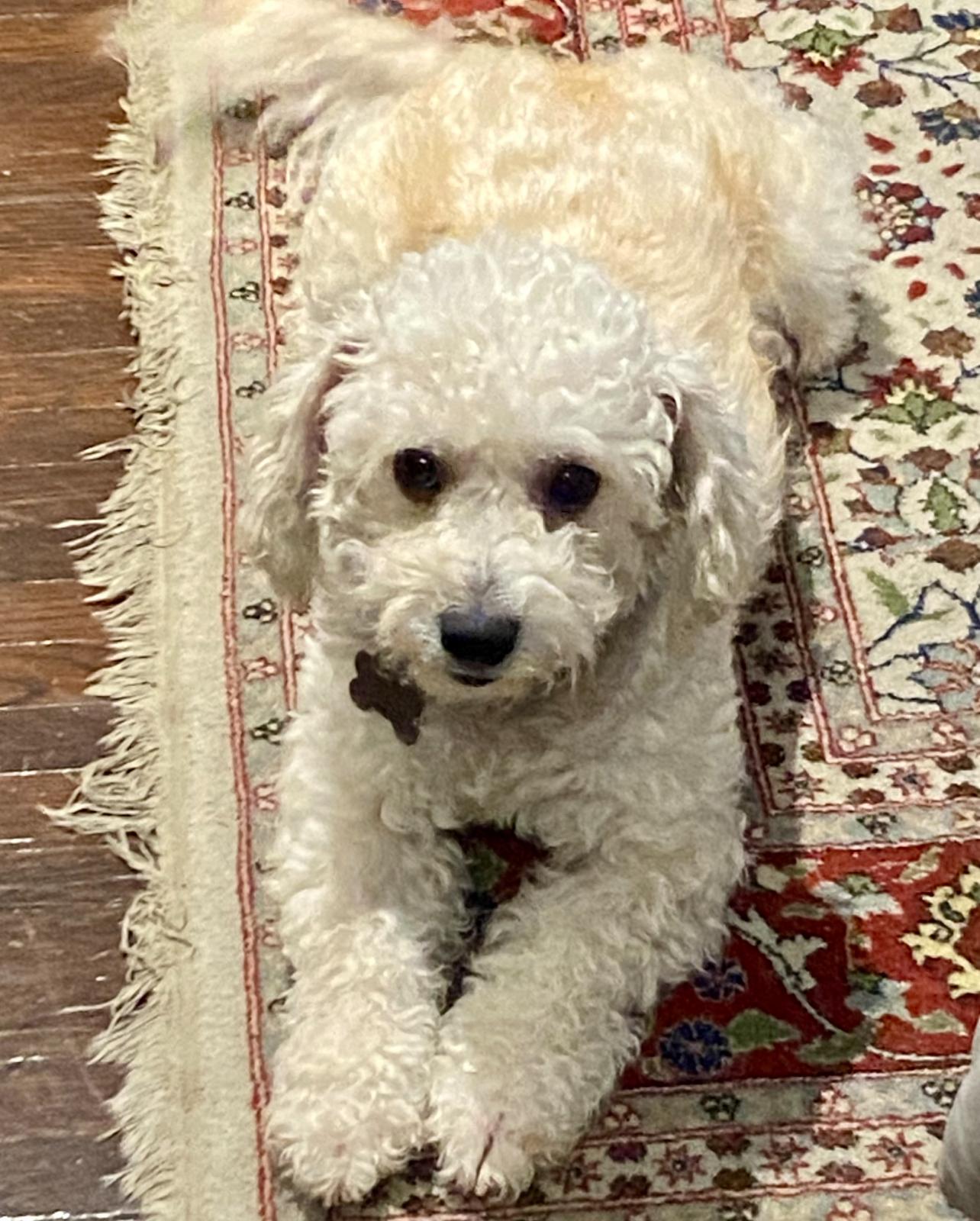 Molly