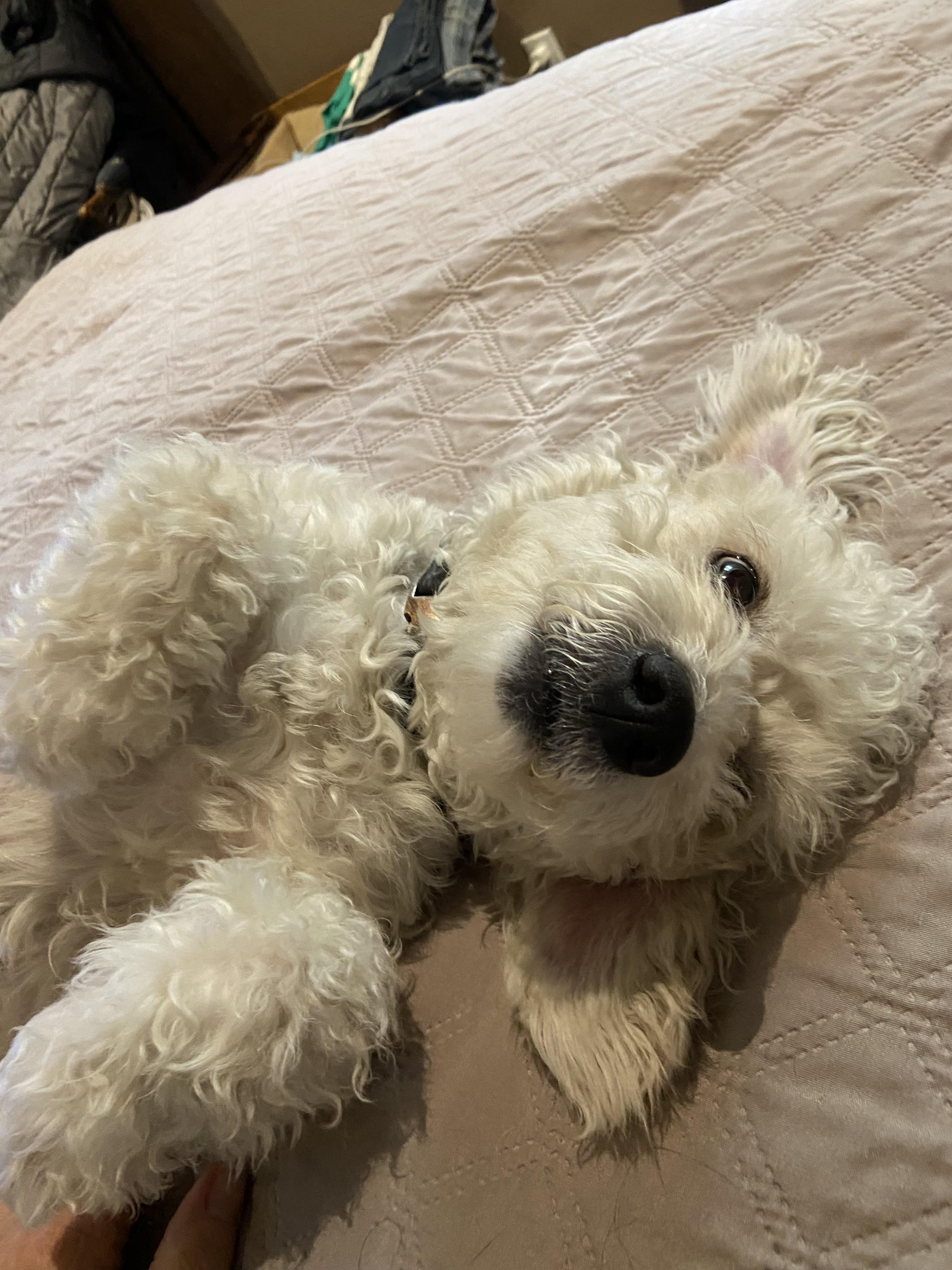 Molly