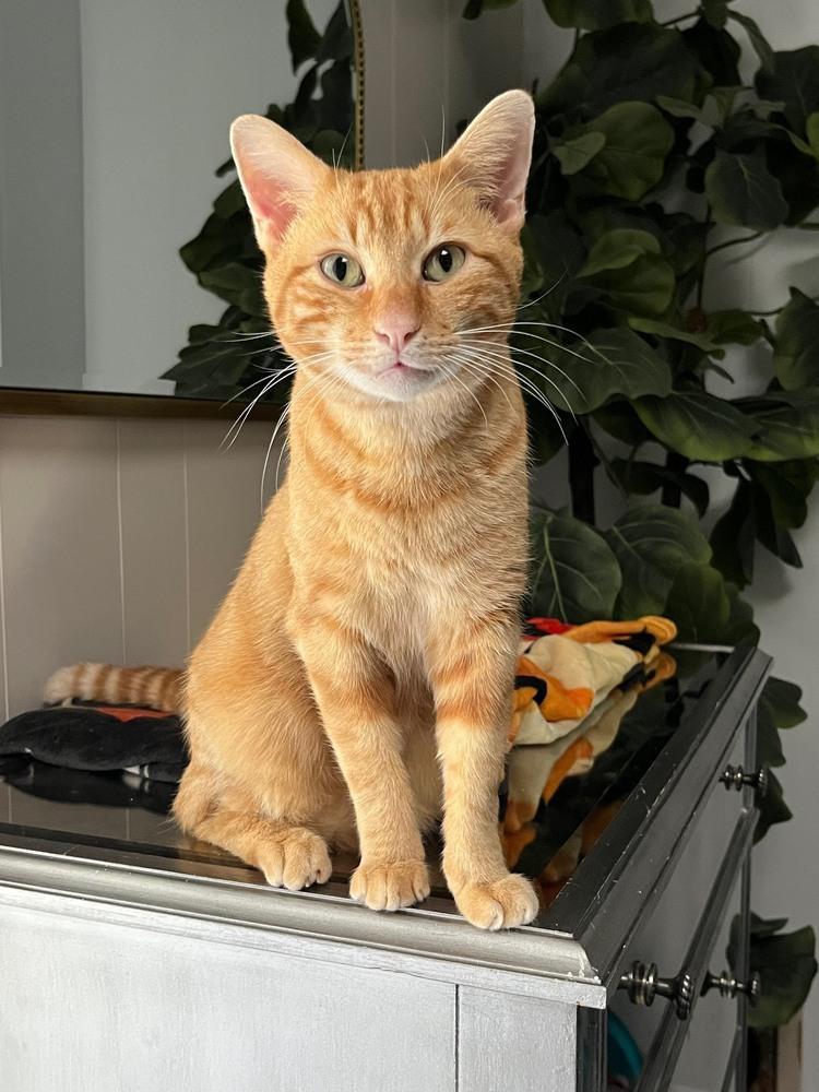 Crispy Biscuits thumbnail 3