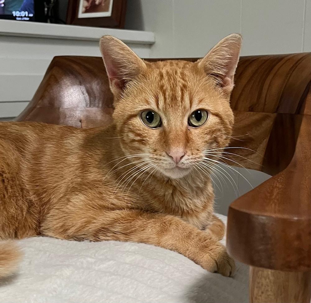 Crispy Biscuits thumbnail 4