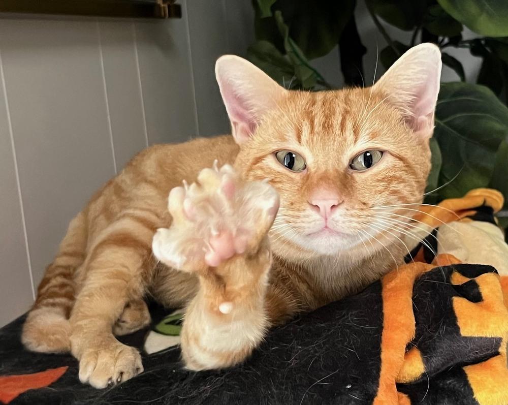 Crispy Biscuits thumbnail 5