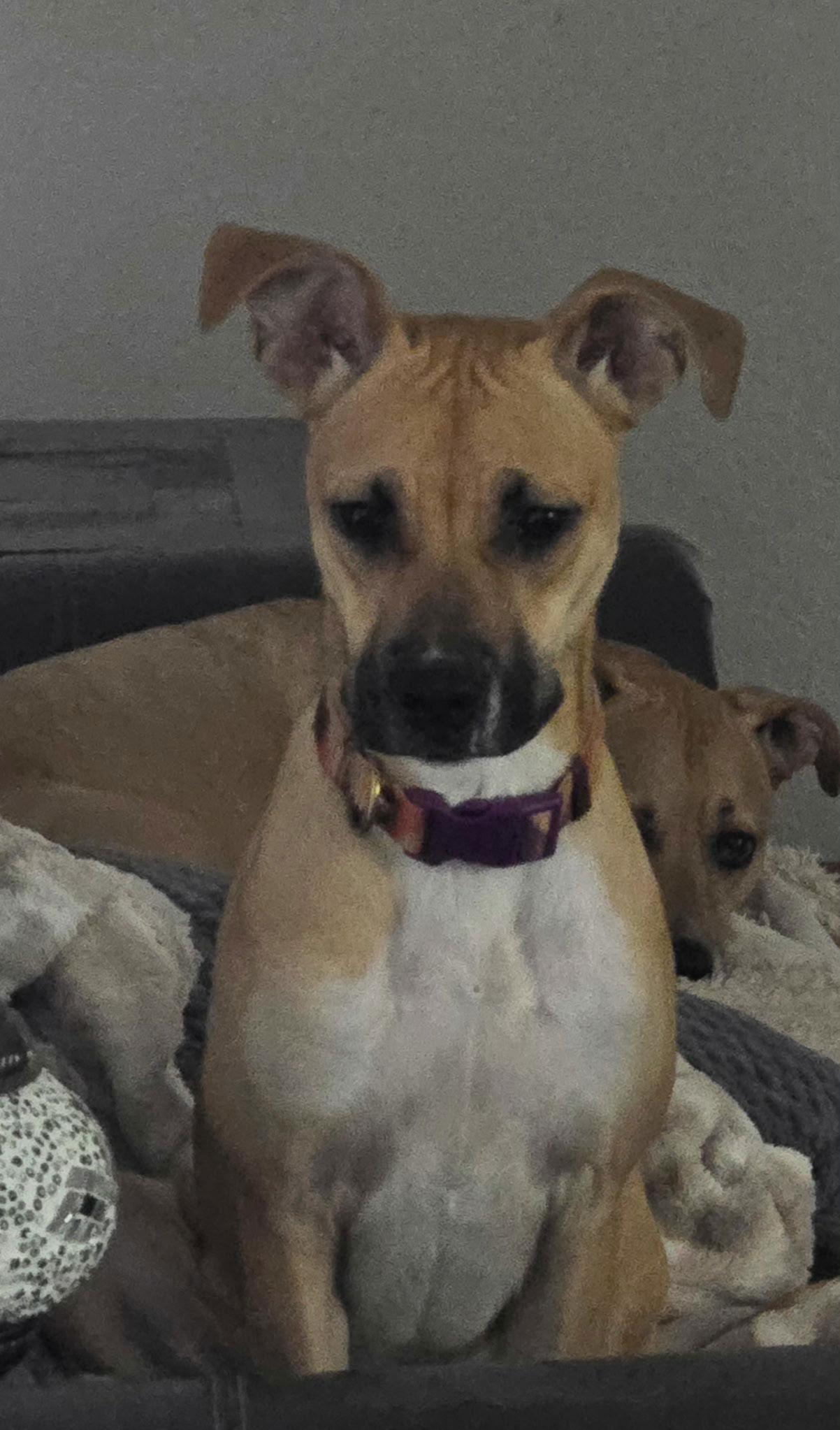 Destiny, a Adoptable mixed breed in Phoenix, AZ image 1/3