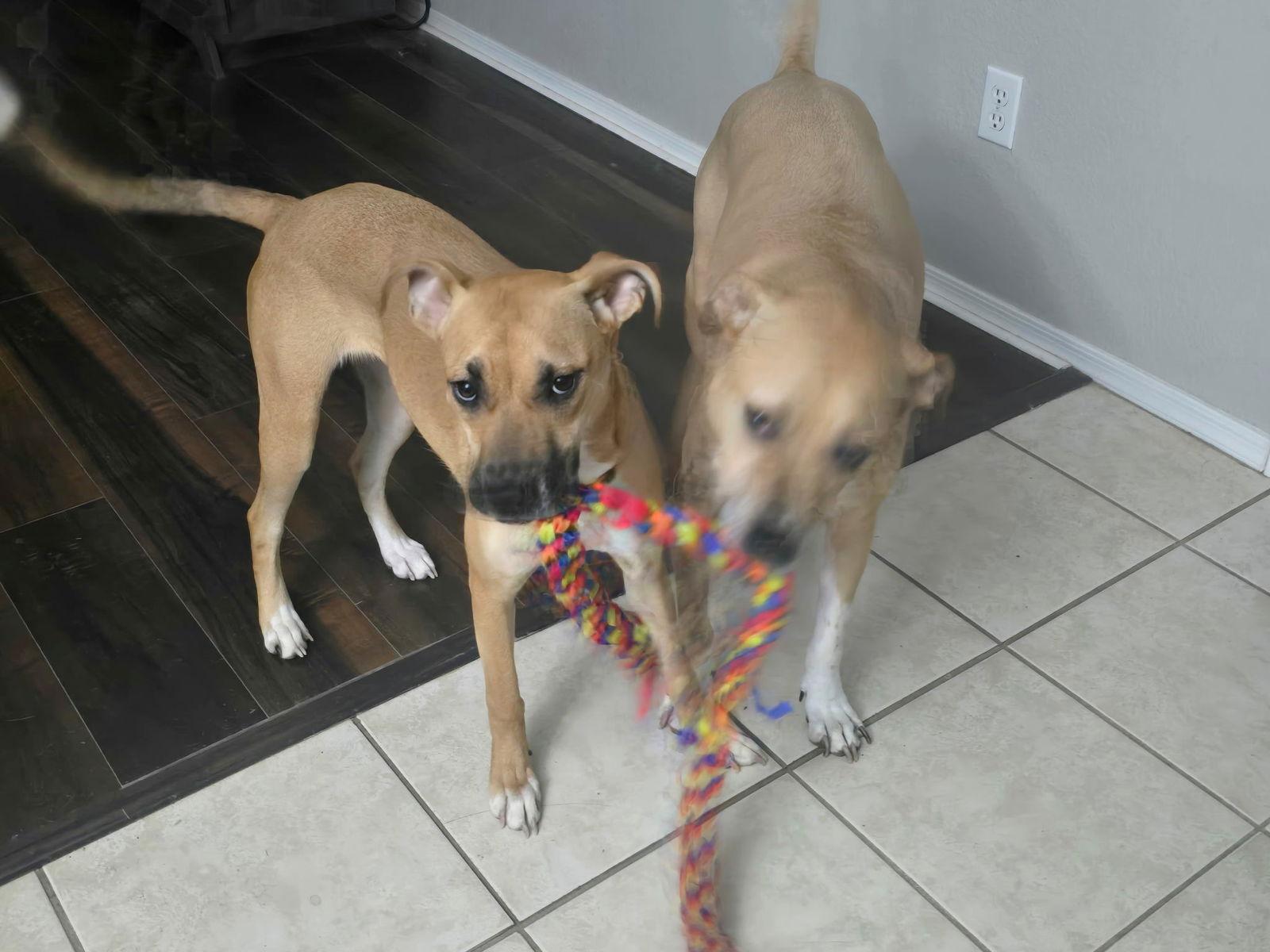 Destiny — thumbnail 3