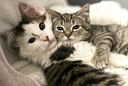 Enlarge Biscotti, a ADOPTABLE Tabby in Tiburon, CA image 3/3