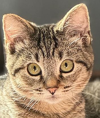 Biscotti, ADOPTABLE, Kitten Female Tabby.