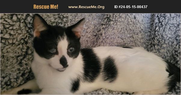 Benjamin, Adoptable, Kitten Male Domestic Short Hair.