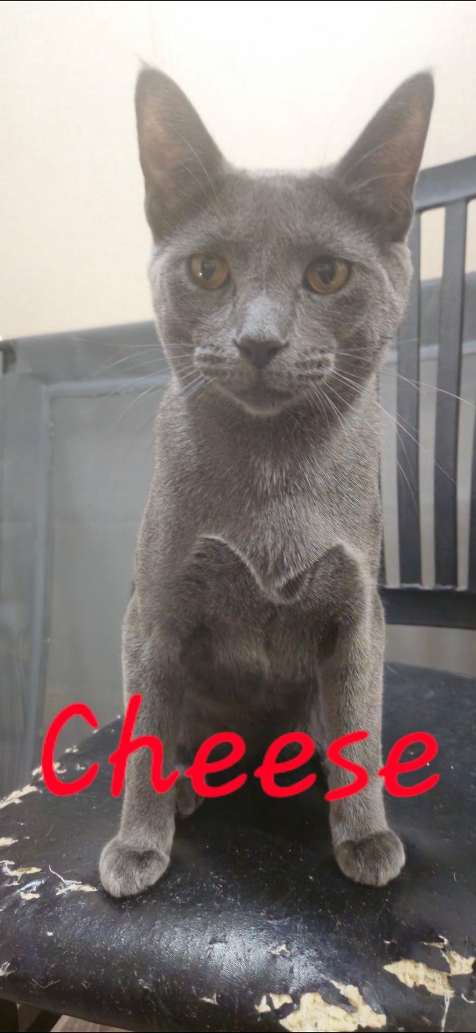Enlarge Cheese, an adoptable Domestic Short Hair in Midland, TX image 1/1
