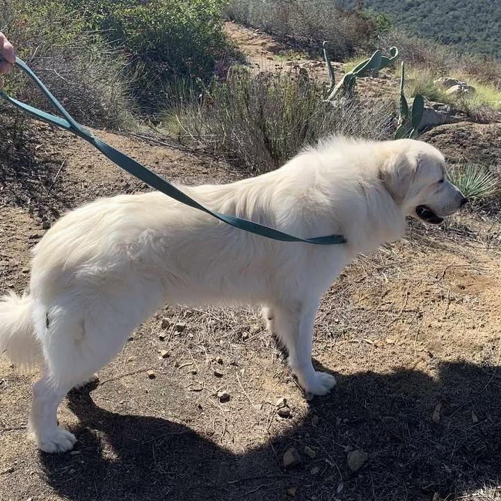 Enlarge *** Bubba, a Adoptable Great Pyrenees in Oceanside, CA image 2/5