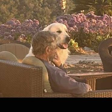 Enlarge *** Bubba, a Adoptable Great Pyrenees in Oceanside, CA image 5/5