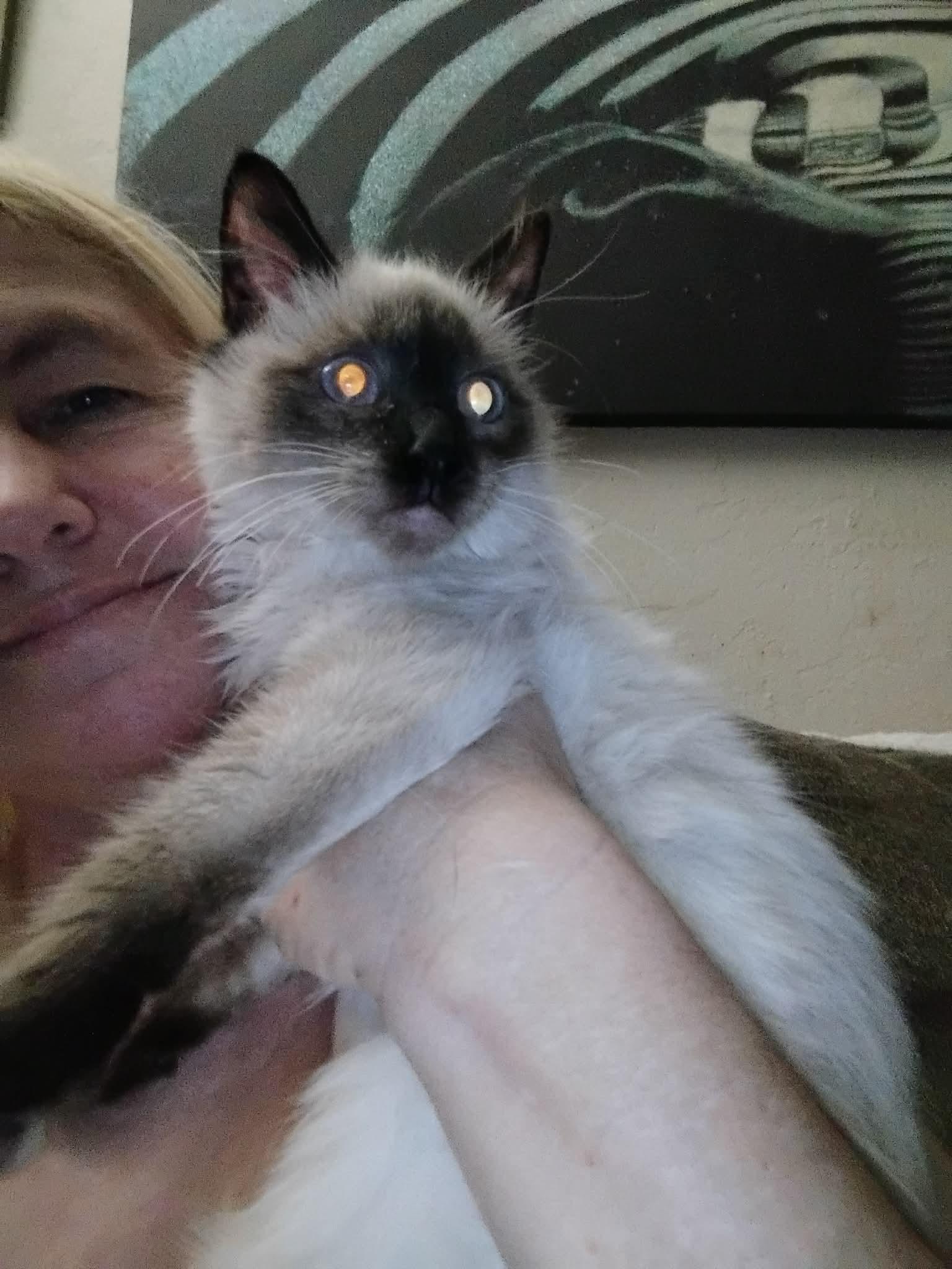 Bubbles ( Kat), Adoptable, Kitten Female Siamese.