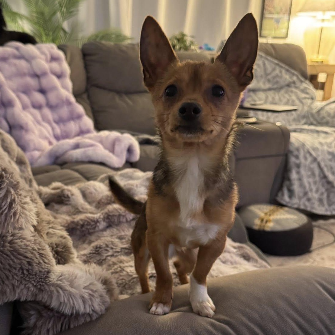 Kikkoman, adopted, Young Male Chihuahua.