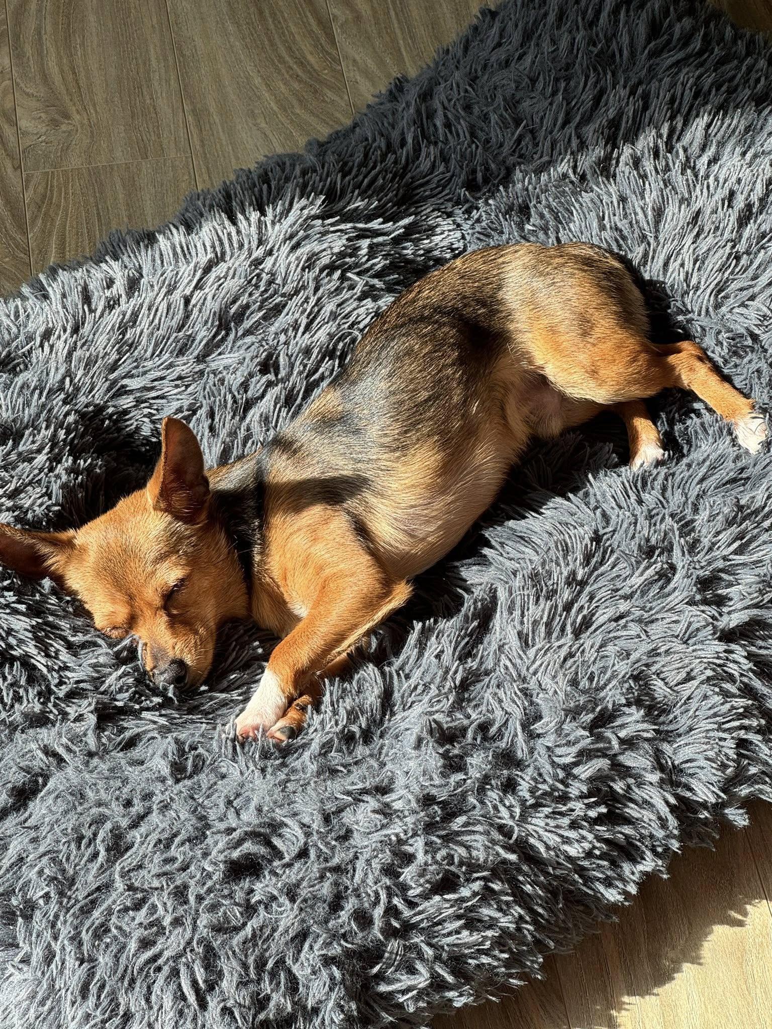 Enlarge Kikkoman, an adopted mixed breed in Covington, WA image 5/6