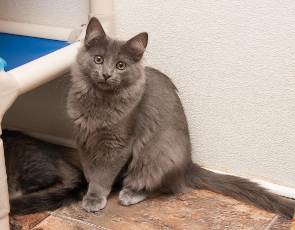 Ash (gets adopted with Sabrina) photo 3