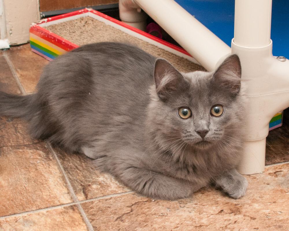 Ash (gets adopted with Sabrina) photo 2