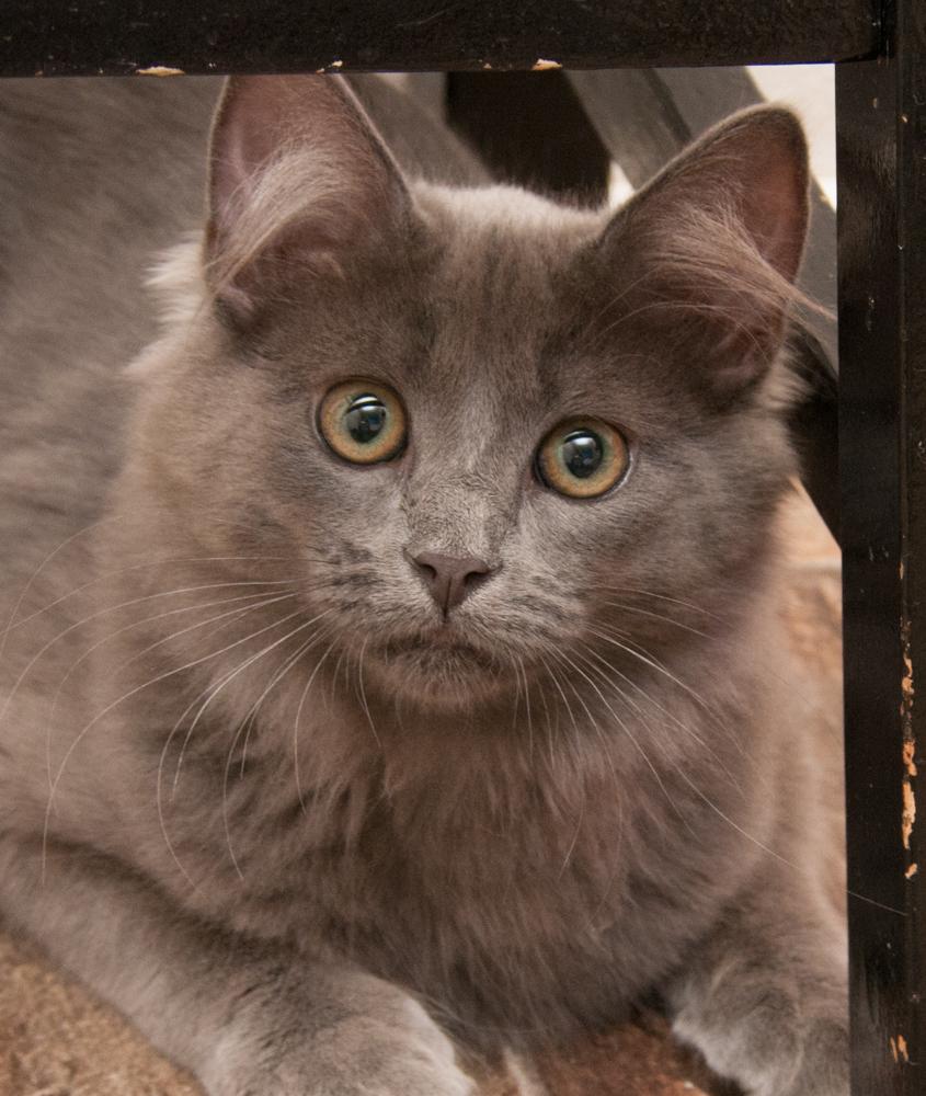 Ash (gets adopted with Sabrina), Baby Male unknown