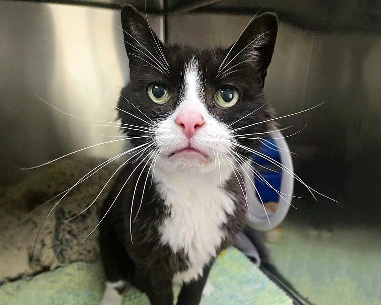 JAMES BOND, Adoptable, Senior Male Domestic Short Hair.
