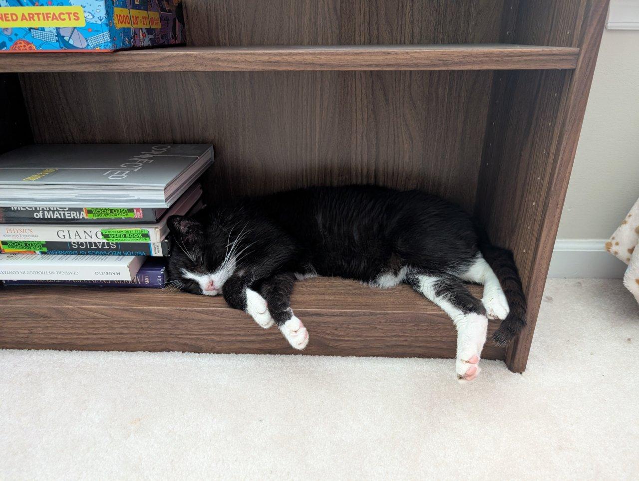 JAMES BOND, a Adoptable Domestic Short Hair in Raleigh, NC image 2/5