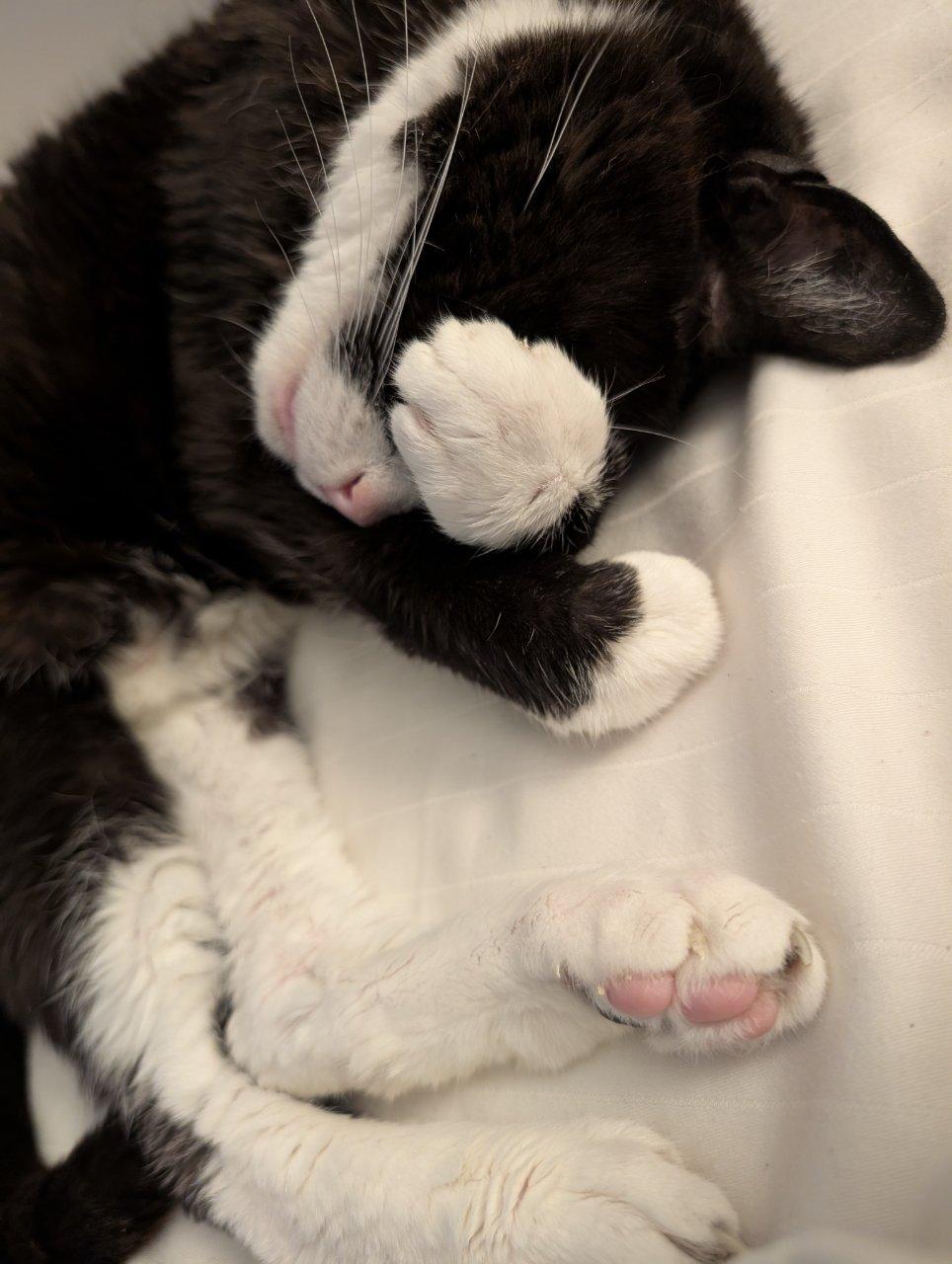 JAMES BOND, a Adoptable Domestic Short Hair in Raleigh, NC image 3/5