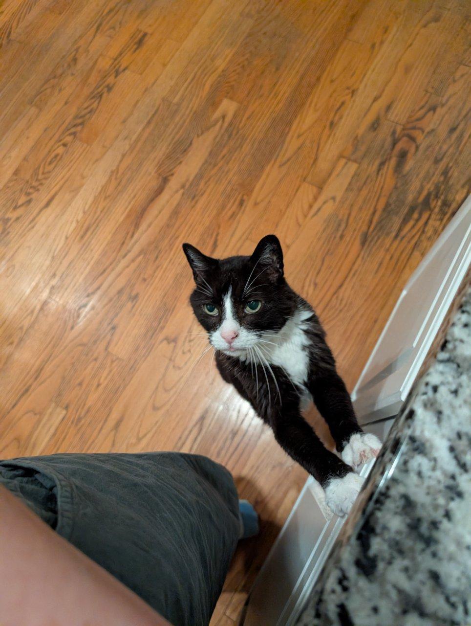 JAMES BOND, a Adoptable Domestic Short Hair in Raleigh, NC image 4/5