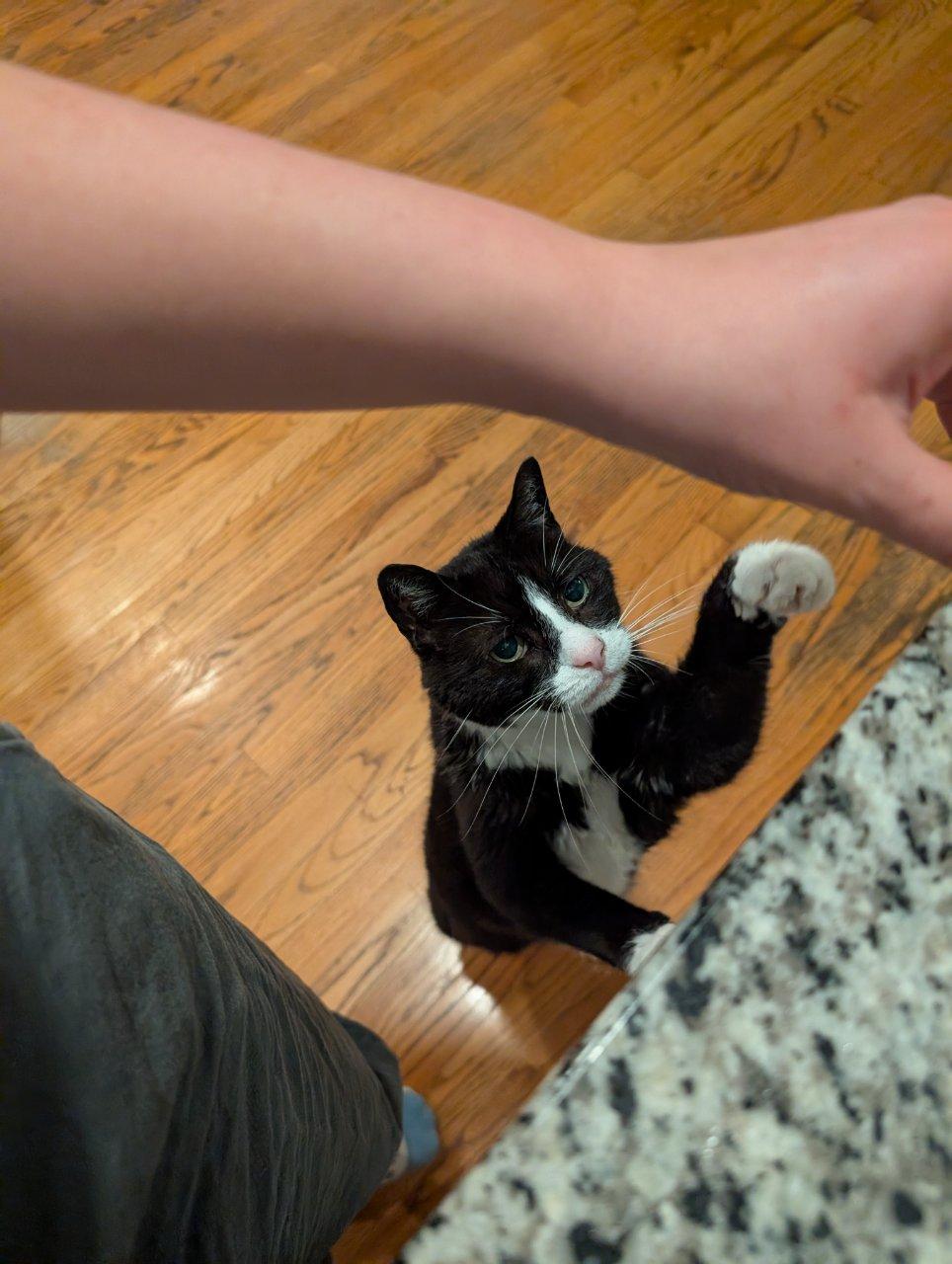JAMES BOND, a Adoptable Domestic Short Hair in Raleigh, NC image 5/5