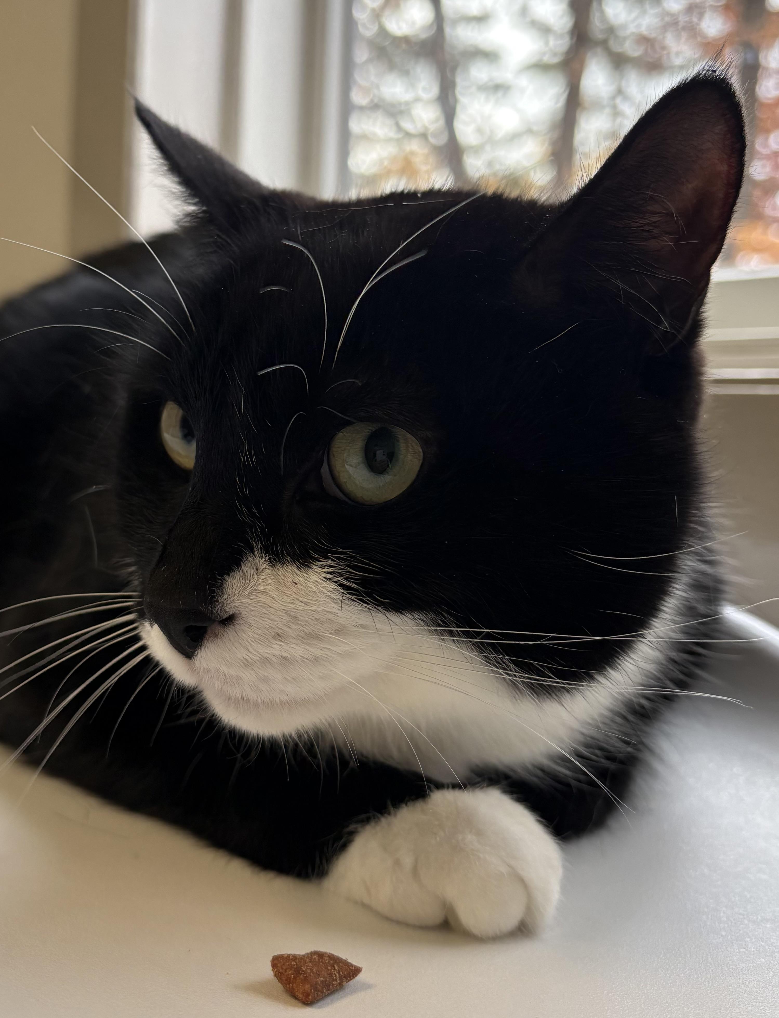 Sox, Adoptable, Adult Male Domestic Short Hair.