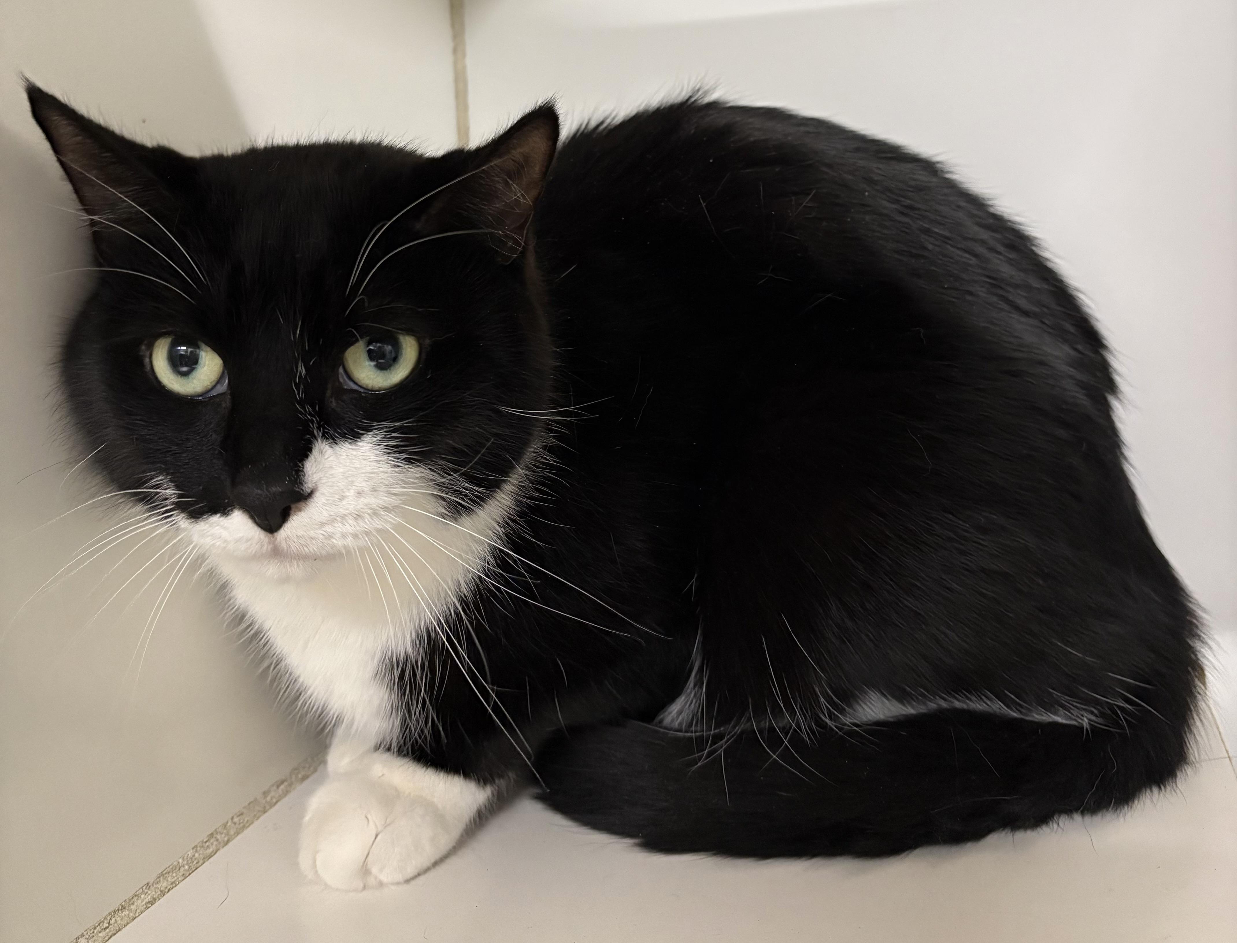 Enlarge Sox, a Adoptable Domestic Short Hair in Mansfield, CT image 2/2