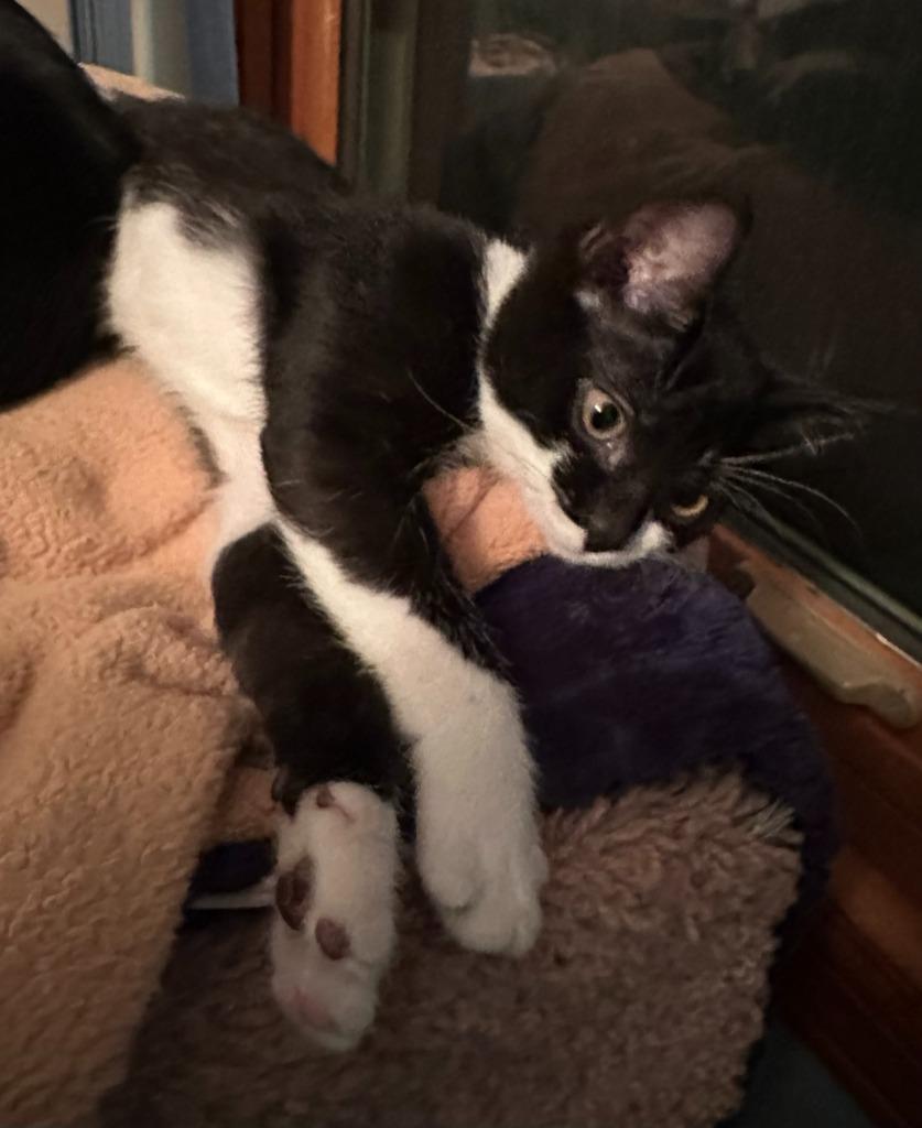 Skye, Adoptable, Kitten Female Domestic Short Hair.