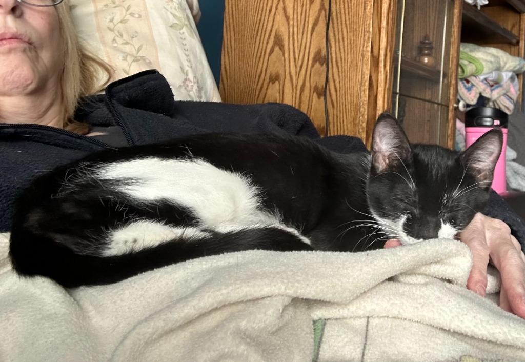 Skye, a Adoptable mixed breed in Urbandale, IA image 2/3