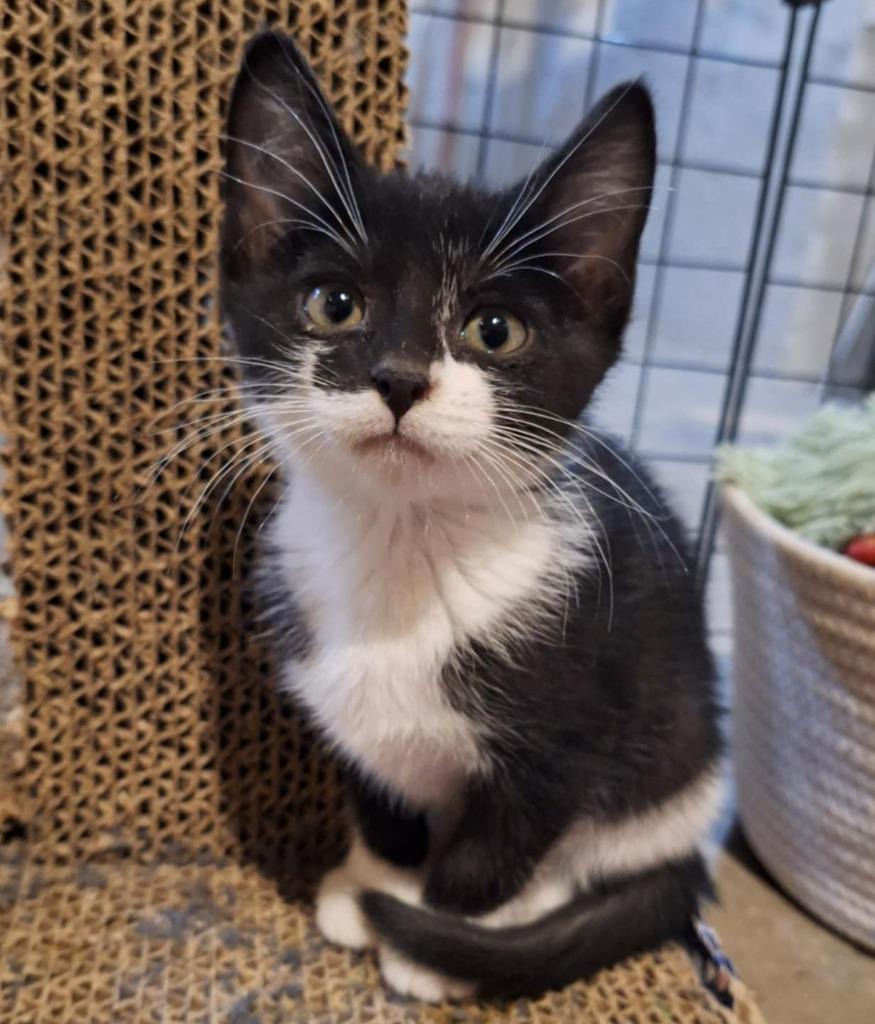 Skye, a Adoptable mixed breed in Urbandale, IA image 3/3