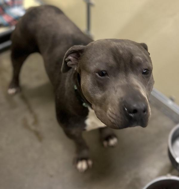 Toby, a Adoptable mixed breed in Sioux City, IA image 2/2