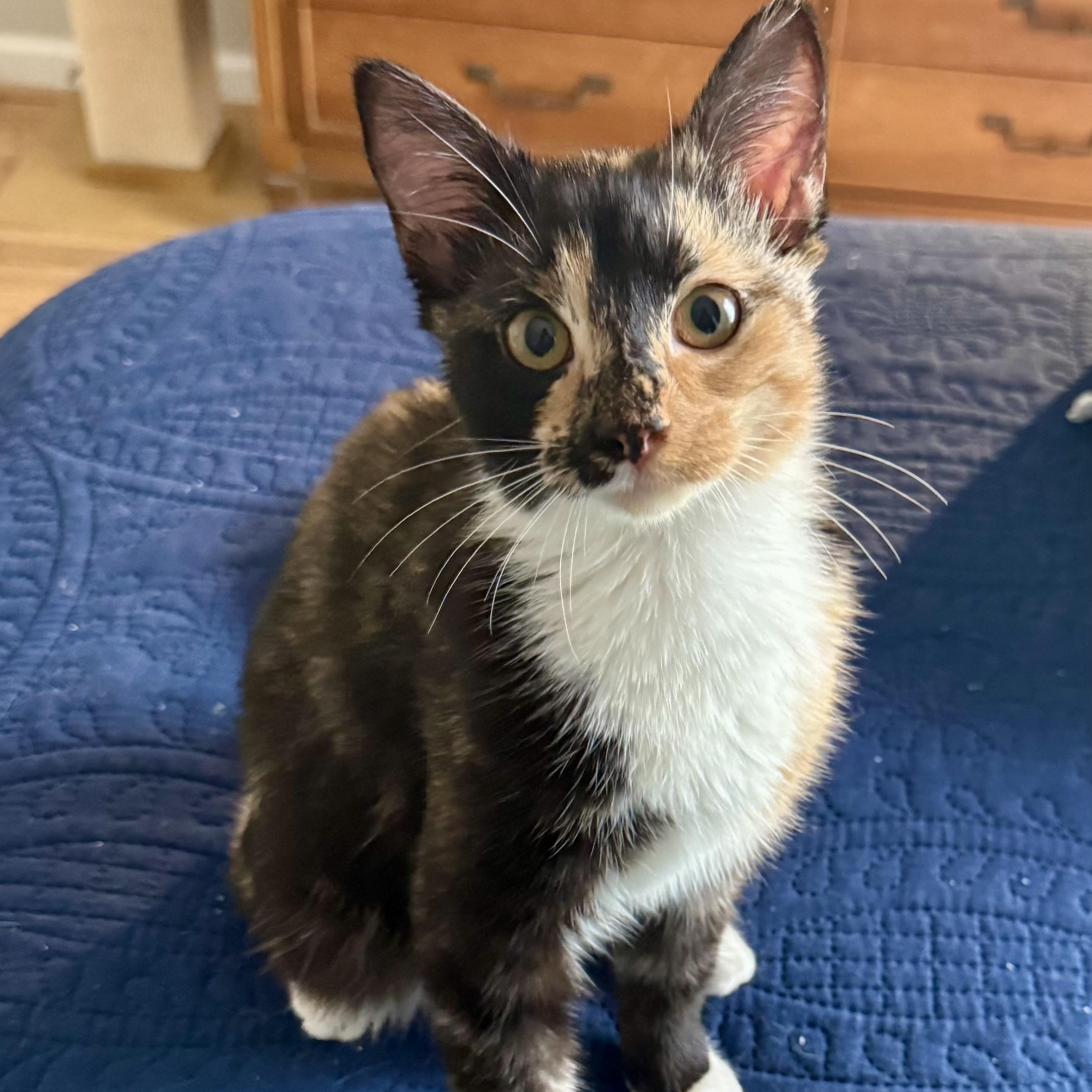 Rhoda , adopted, Young Female Calico.