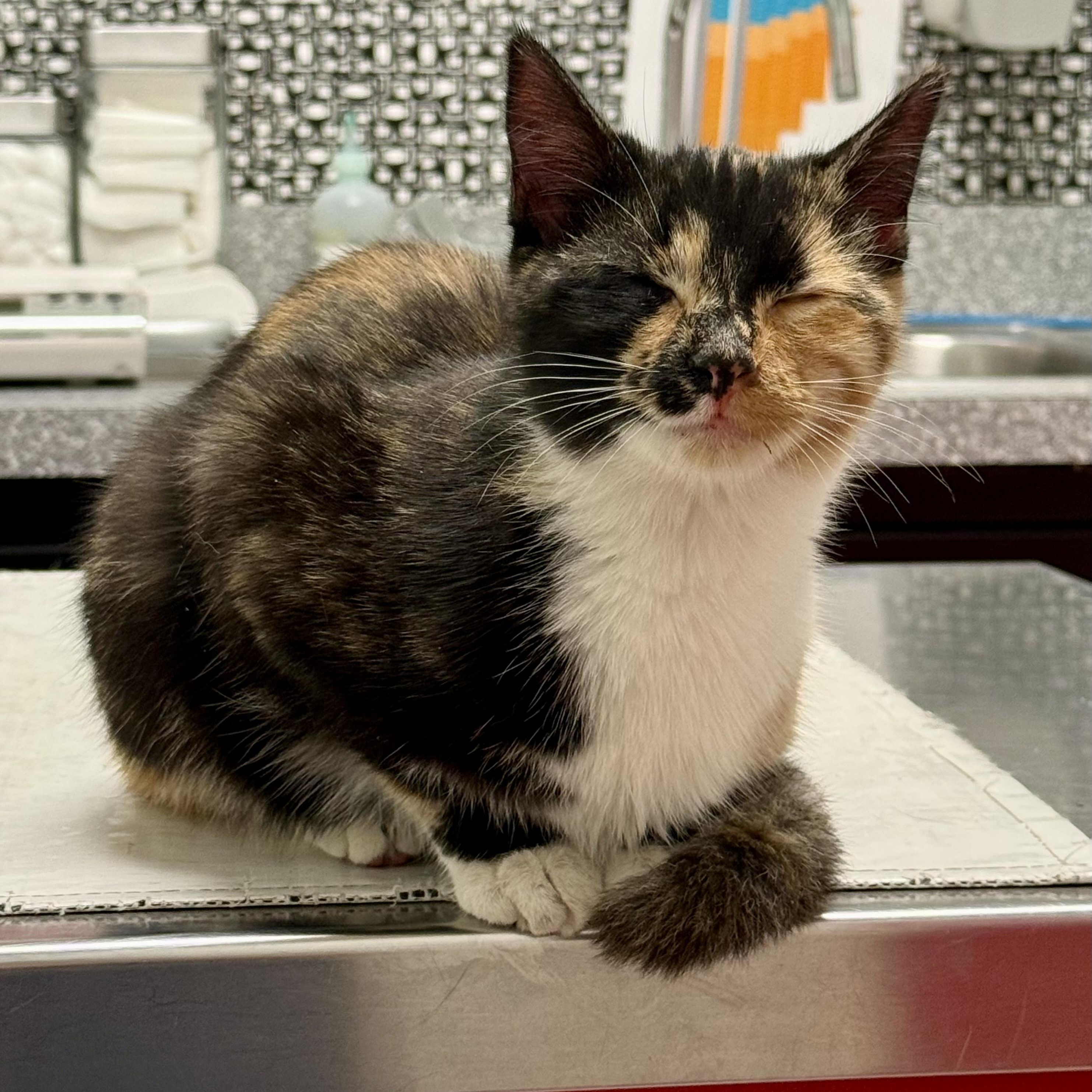 Enlarge Rhoda , an adopted Calico in Memphis, TN image 4/4