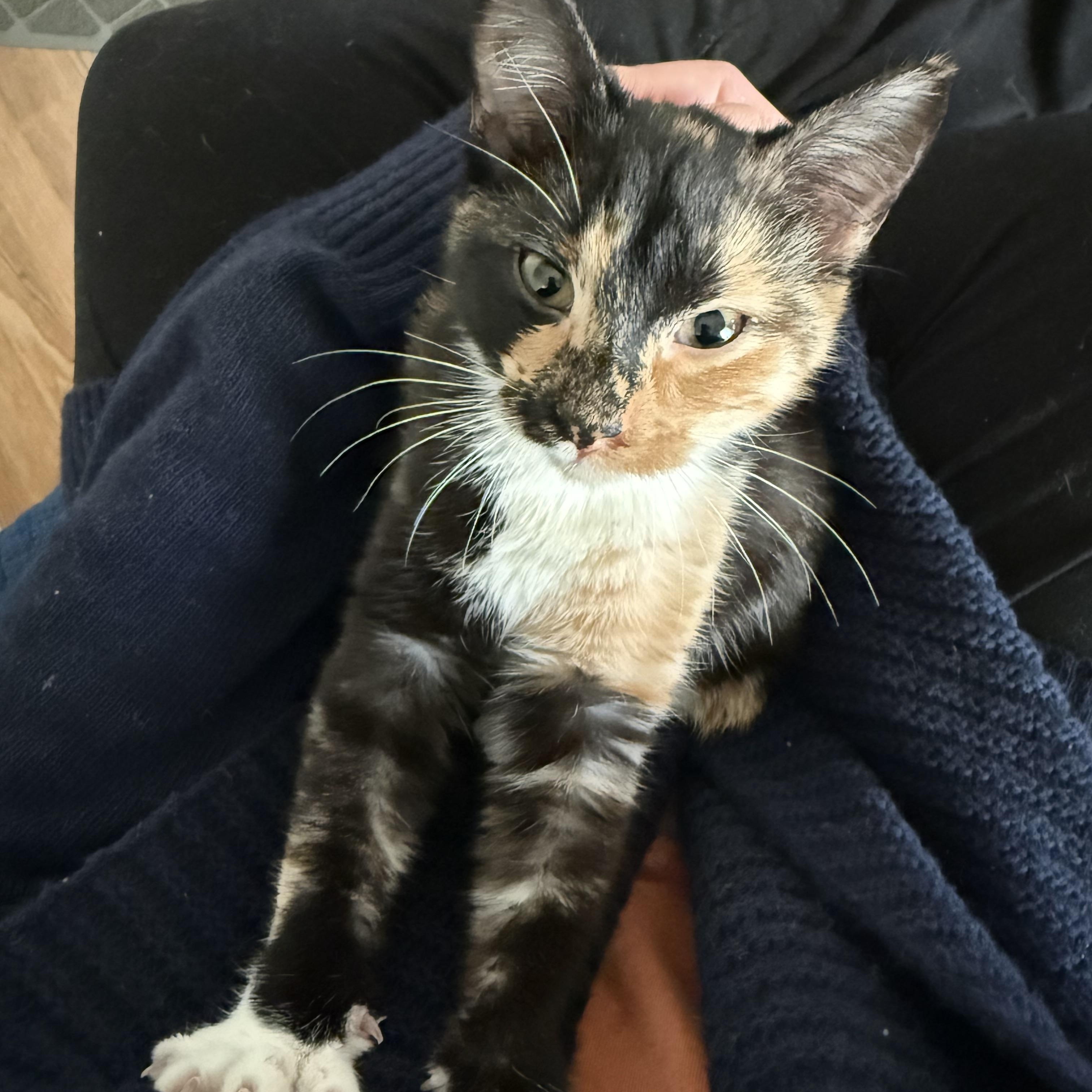 Enlarge Rhoda , an adopted Calico in Memphis, TN image 3/4