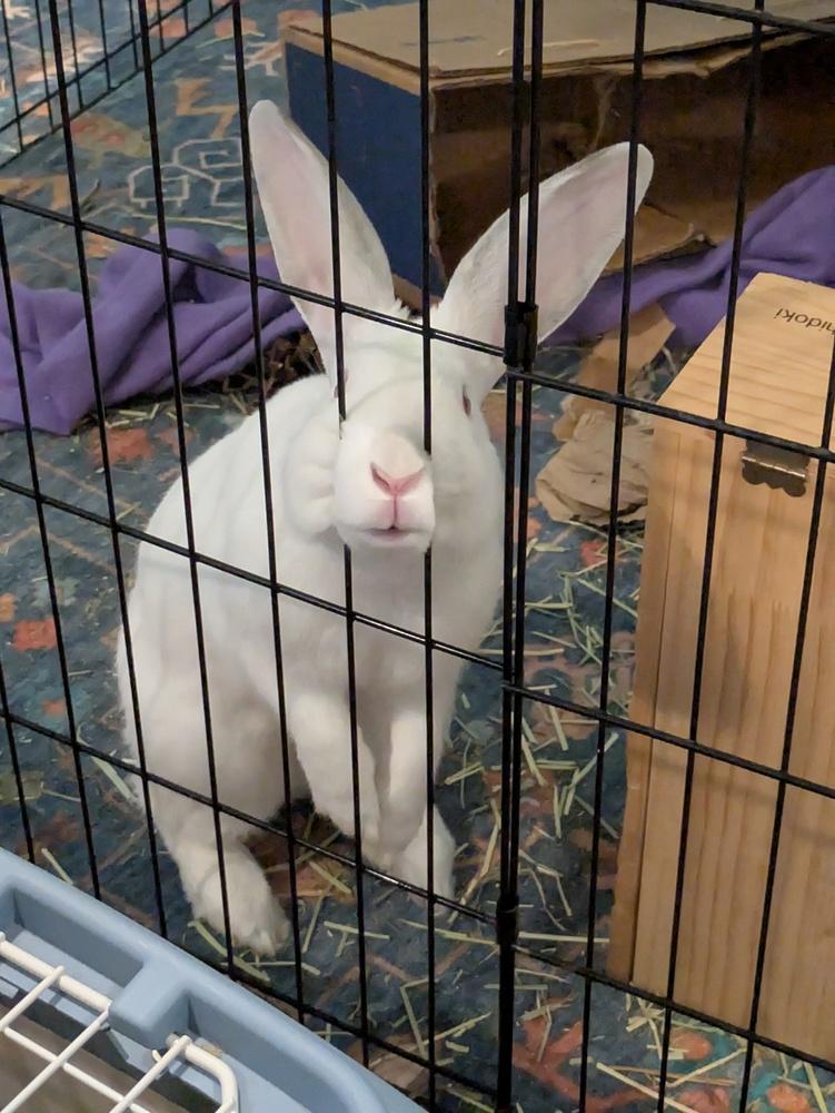Enlarge Blizzard, a Adoptable Florida White in Longwood, FL image 1/5