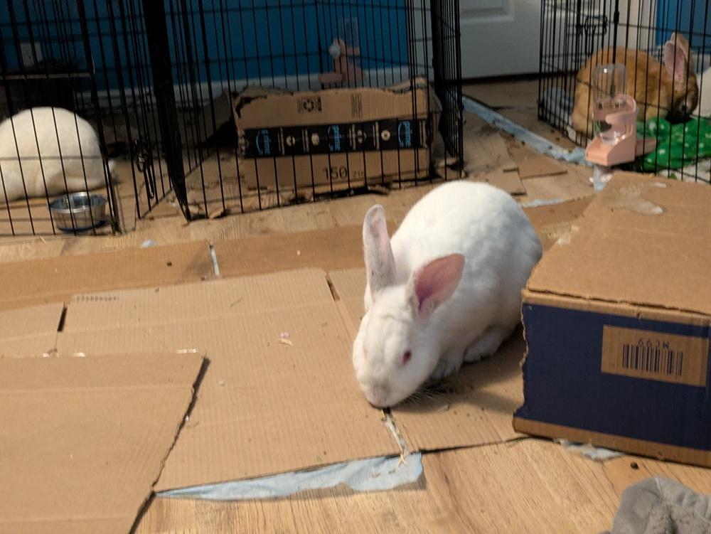 Blizzard, Adoptable, Adult Male Florida White.