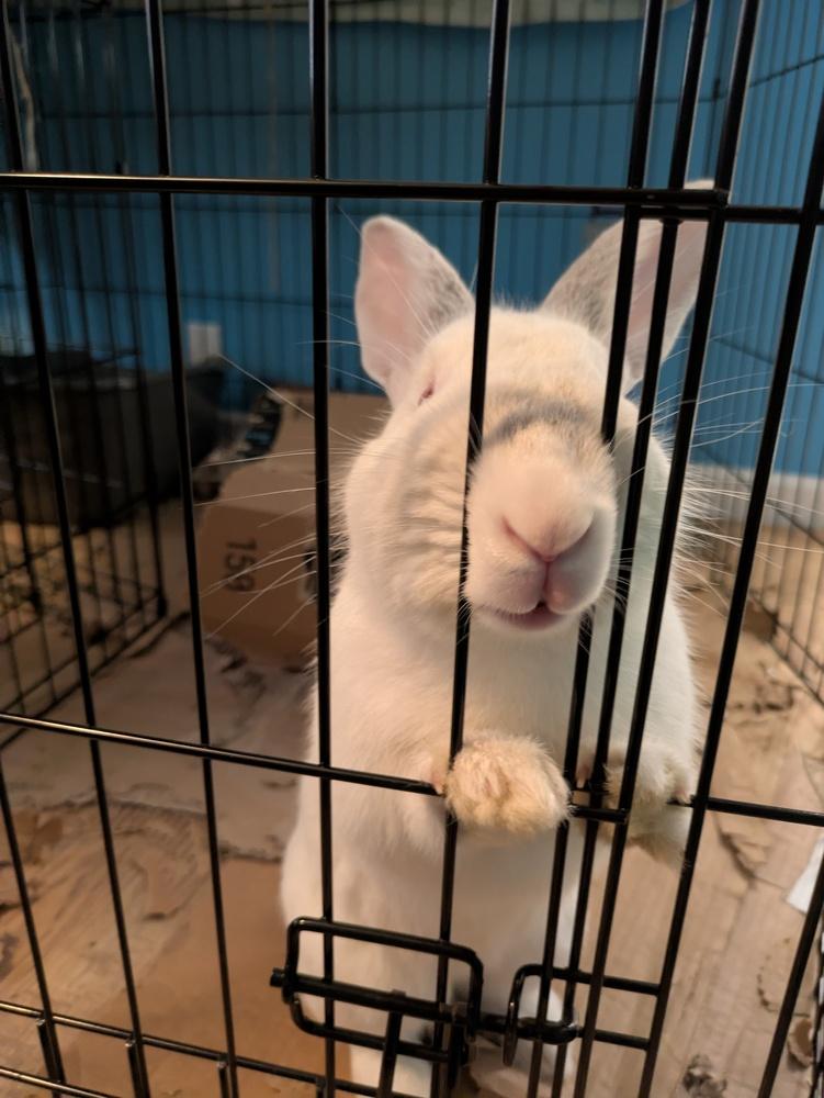 Blizzard, a Adoptable Florida White in Longwood, FL image 2/5