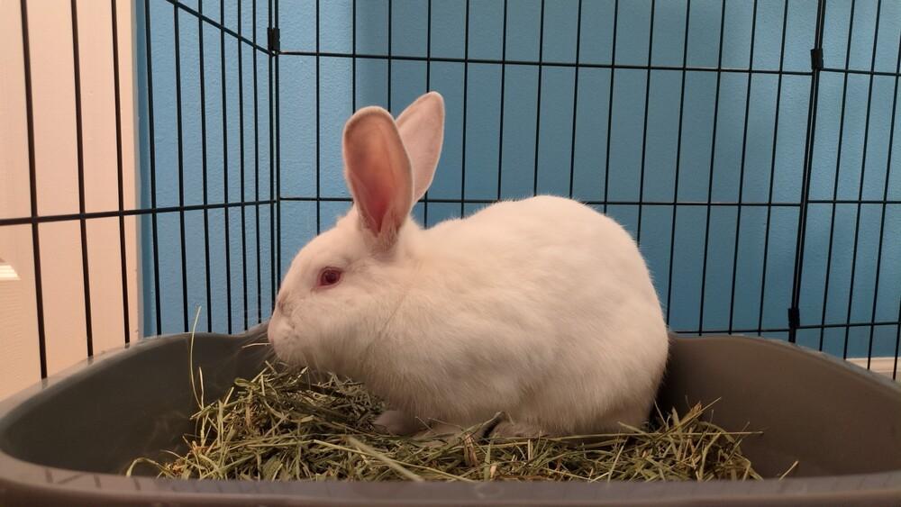 Blizzard, a Adoptable Florida White in Longwood, FL image 3/5