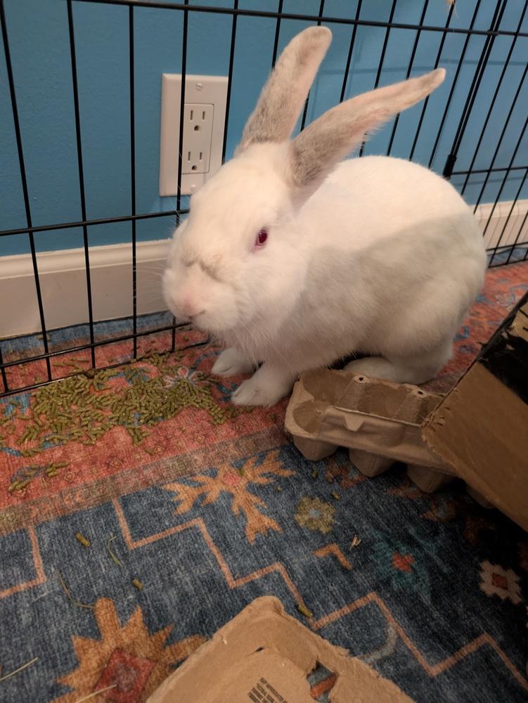 Blizzard, a Adoptable Florida White in Longwood, FL image 4/5
