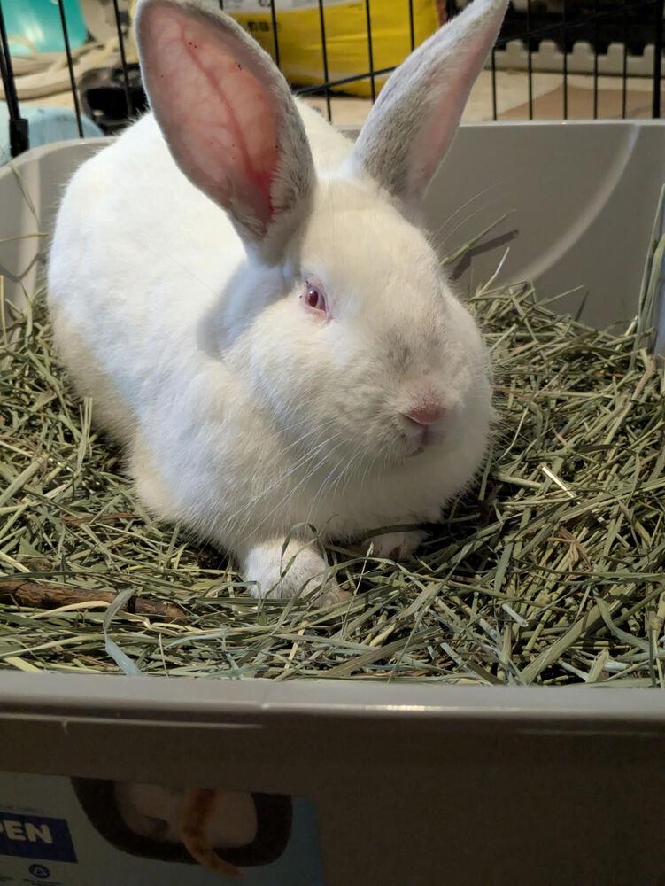 Blizzard, a Adoptable Florida White in Longwood, FL image 5/5