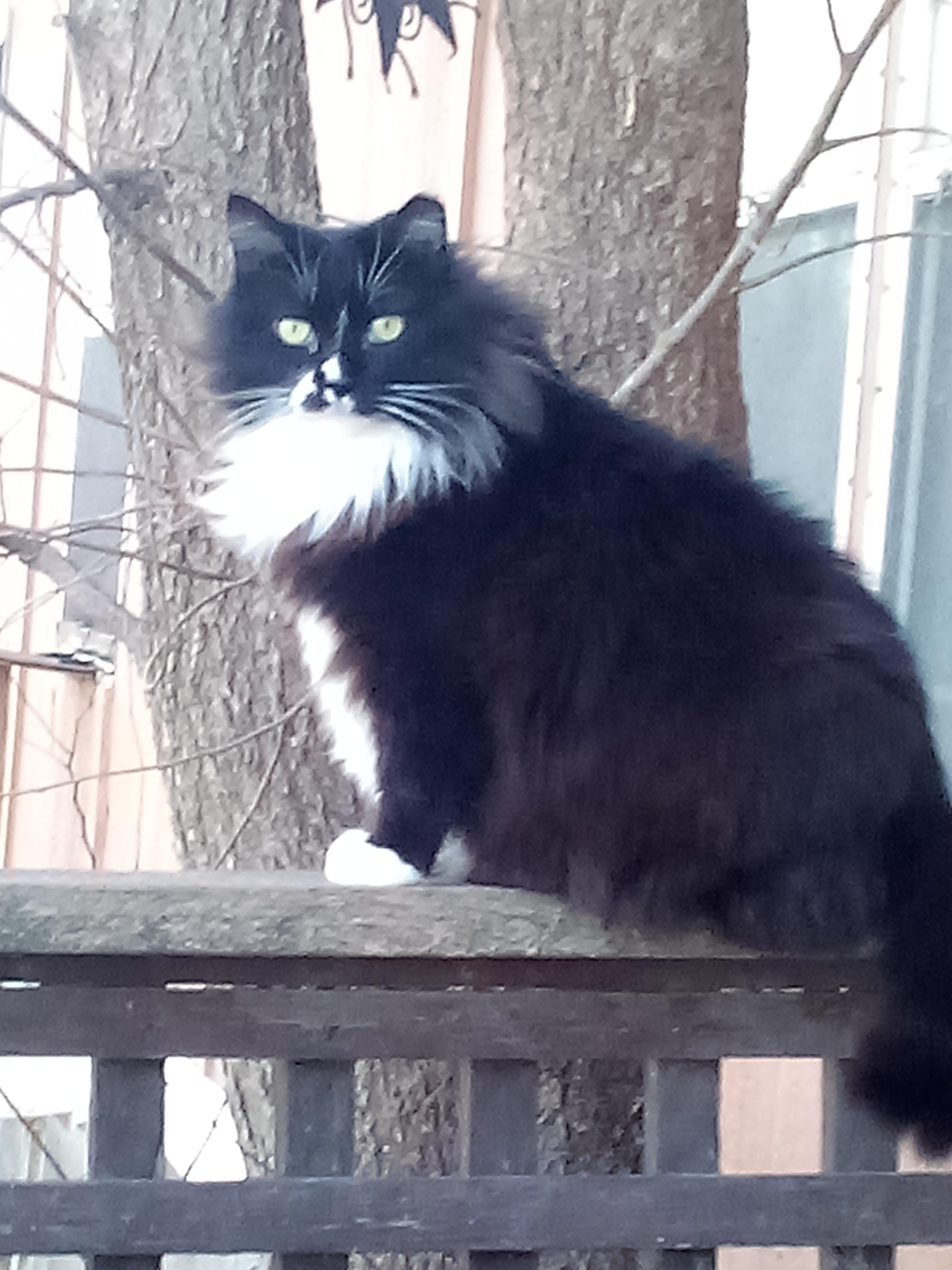 MARLEE, an adoptable Maine Coon, Domestic Long Hair in Andover, KS, 67002 | Photo Image 3