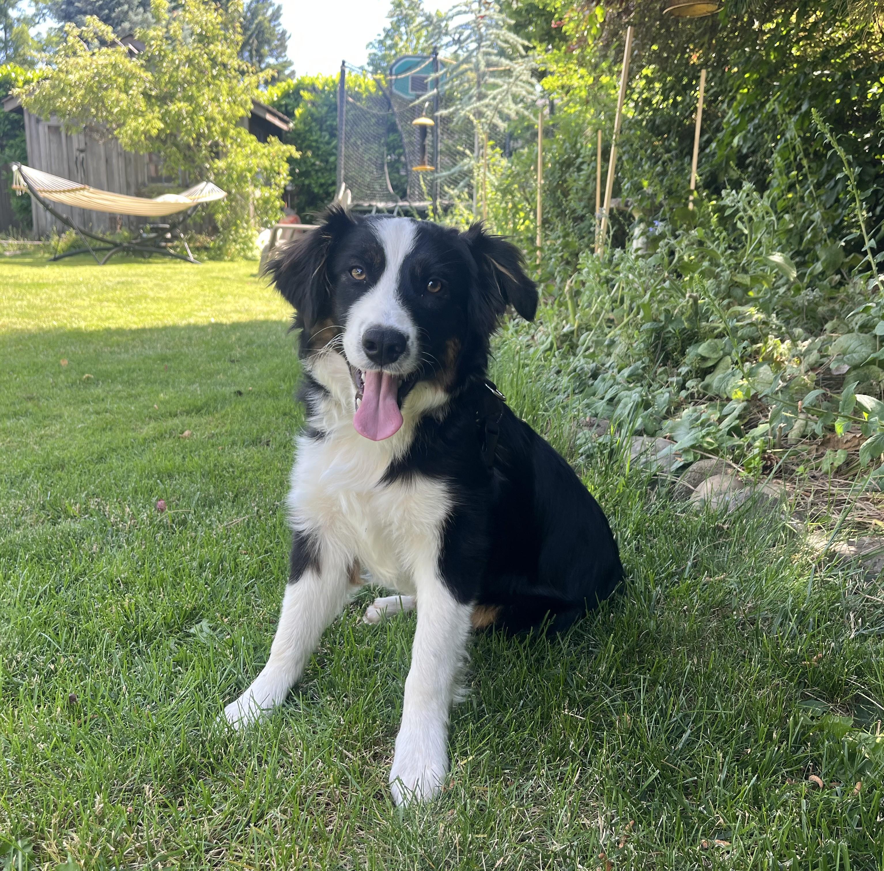 Lucky, a ADOPTABLE mixed breed in Bend, OR image 2/5