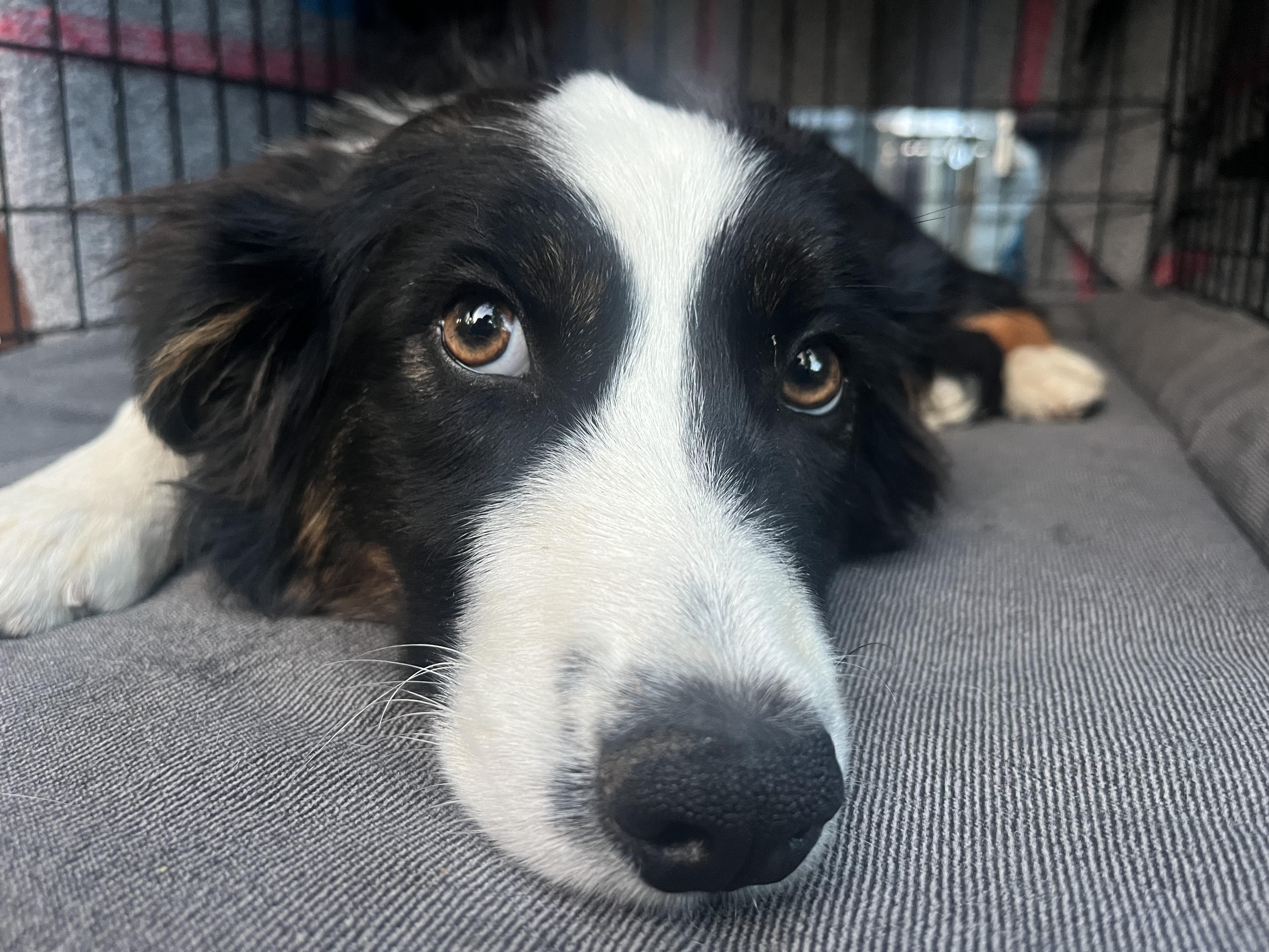 Lucky, a ADOPTABLE mixed breed in Bend, OR image 3/5