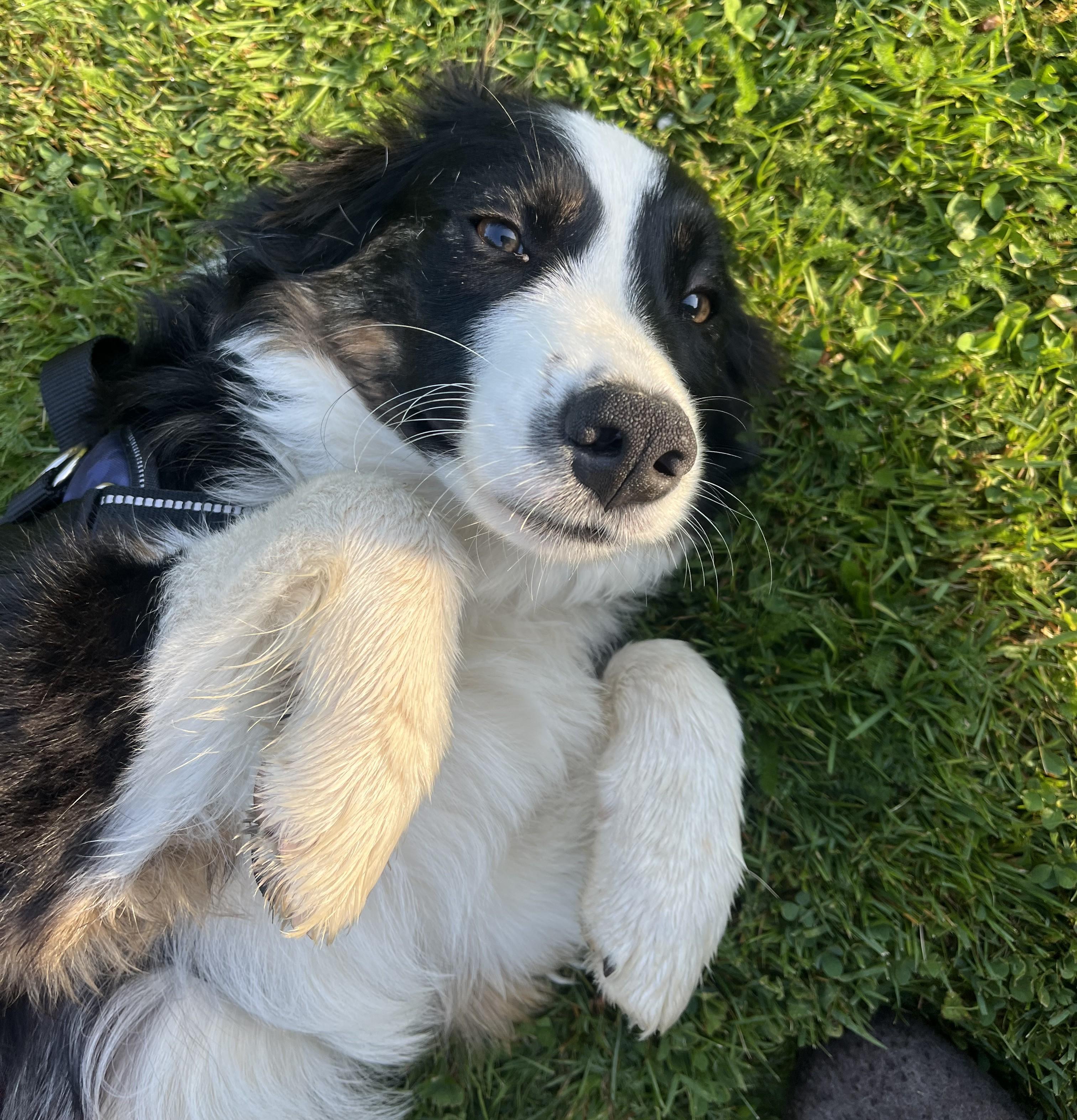 Lucky, a ADOPTABLE mixed breed in Bend, OR image 5/5